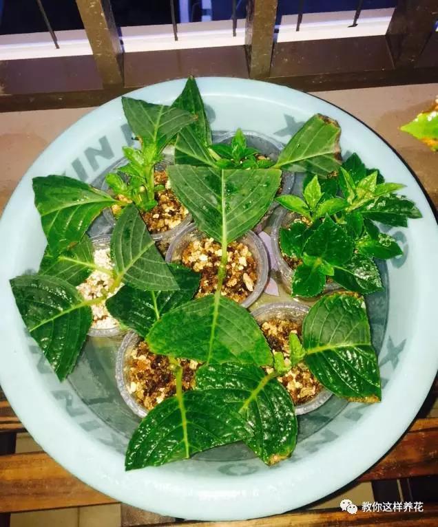 养花技巧学会这种扦插法，插什么活什么，太简单了！