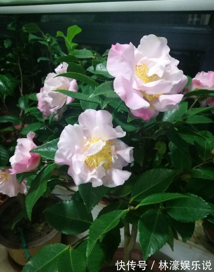 花蕊|喜欢菊花那就养盆“万寿菊”,金黄花蕊,青春阳光,美极了!