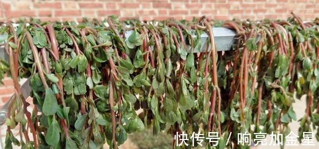 酵母粉|秋季遇到这菜,我从不手软,囤上30斤,冬天炖肉蒸包子吃,特别香!