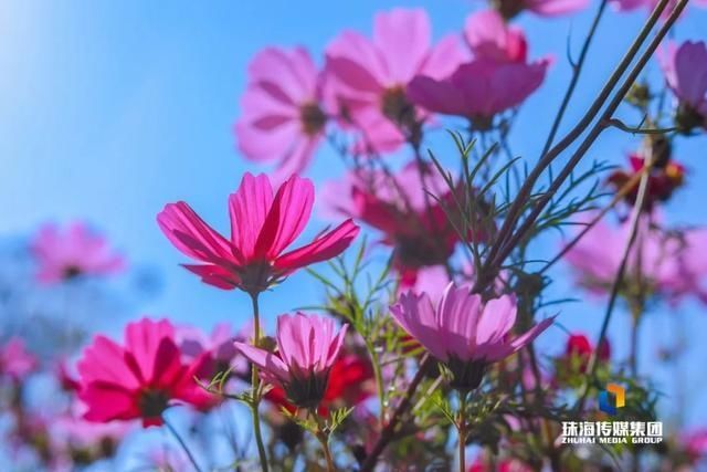 太养眼！茶花廊道、波斯菊花海、勒杜鹃廊道…海天公园上新啦