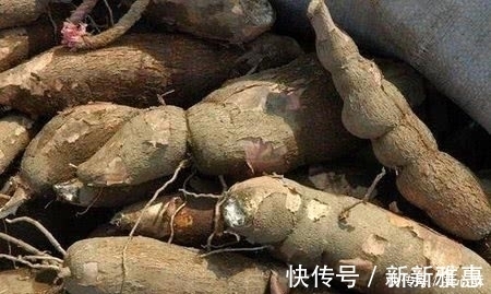 淀粉|此高营养的植物却含有毒素，美国人从不碰，大家却常吃