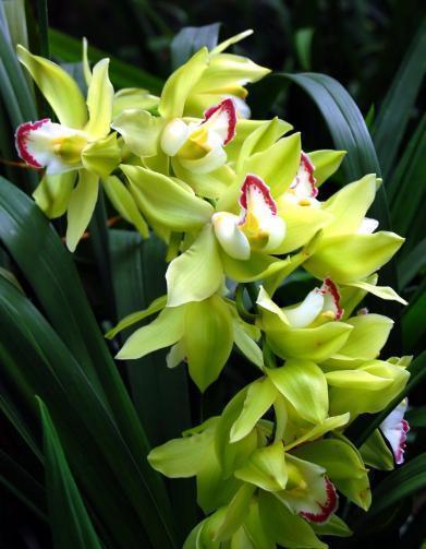 兰花花期过后,要不要剪花,要的话,该怎么剪