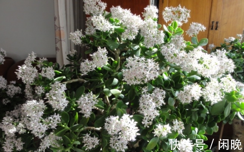 五种便宜花,越老越值钱,六年就成桩,身价翻番,可当“传家宝”