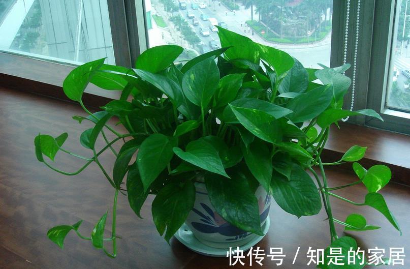 浇灌|啤酒水、淘米水、白醋水养绿萝,该怎么用,防治黄叶、精神萎靡