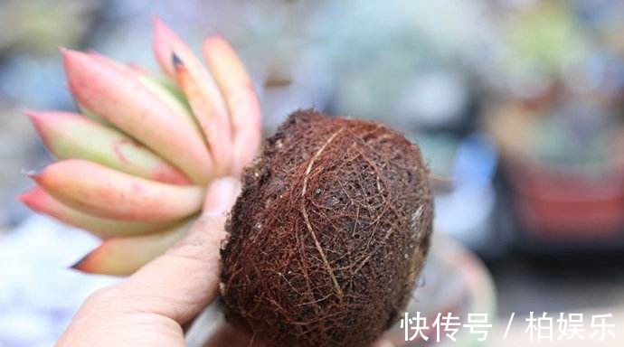 叶片|养多肉不修根等于白养,这么一弄突突疯长!
