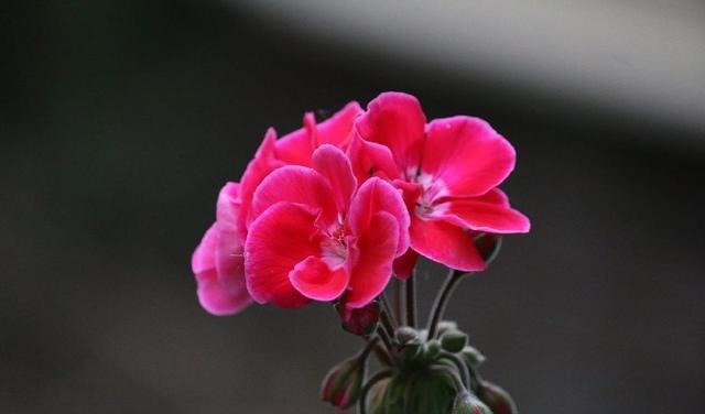 这一花卉一年四季都开花,快来养一盆,附上养护方法和注意事项