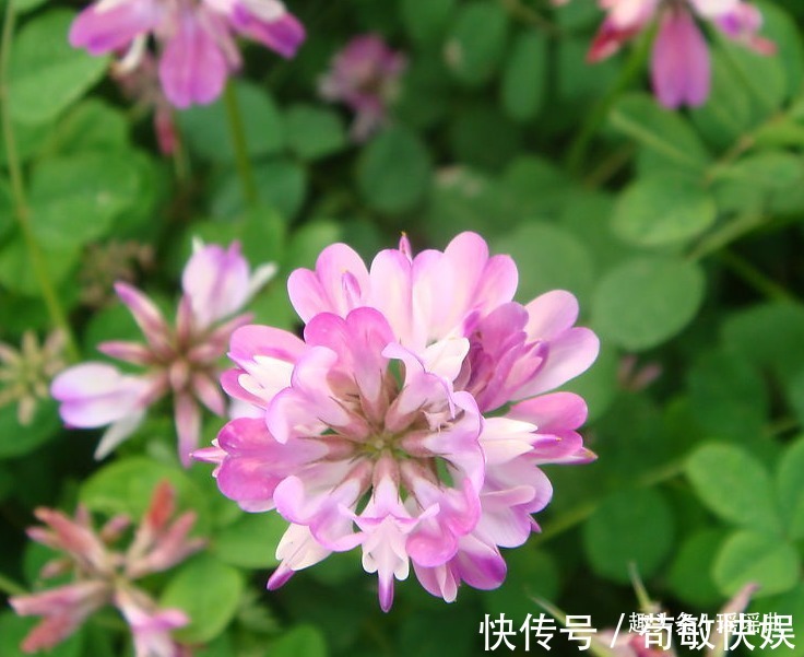 蝴蝶|此花是幸福的象征，状若蝴蝶又如鸡雏，清新自然鲜亮清甜