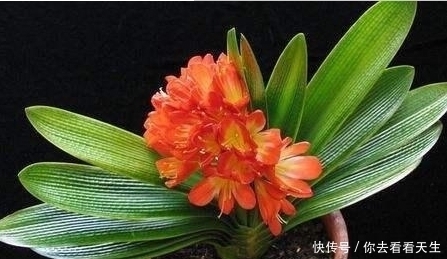 叶子|教你一招让君子兰蹭蹭长,一年长两三对叶子!