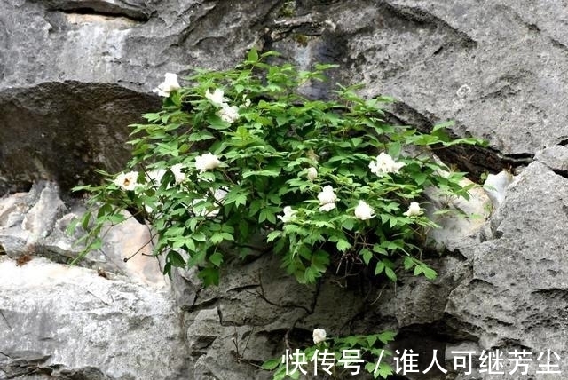 中国的“天下第一奇花”，有千年花龄，还能预测旱涝情况！