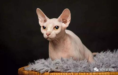 斯芬克斯猫多少钱一只 斯芬克斯猫是什么品种 快资讯