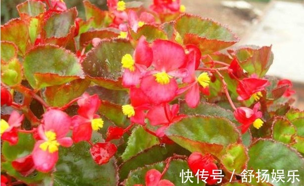 阳台养花,只要避免这些问题,花养出来旺盛,开花多,要收好