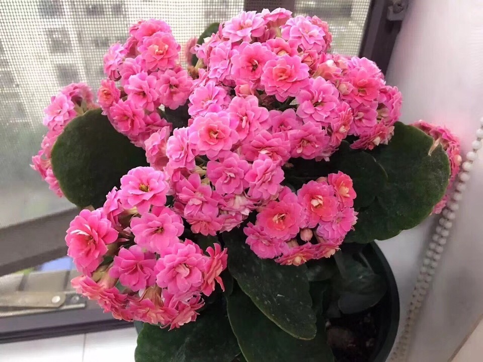 花苞|此花被人称为“无叶花”，满枝都是“花苞”，花期长达180天