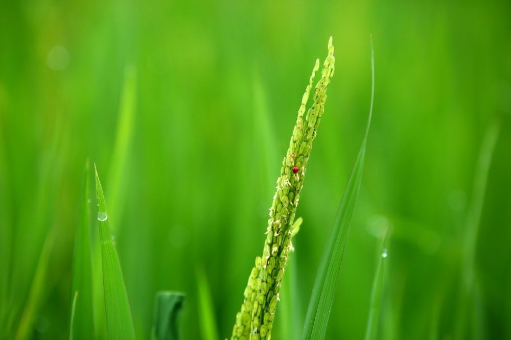 稻穗|入伏第一天 稻穗扬花时……