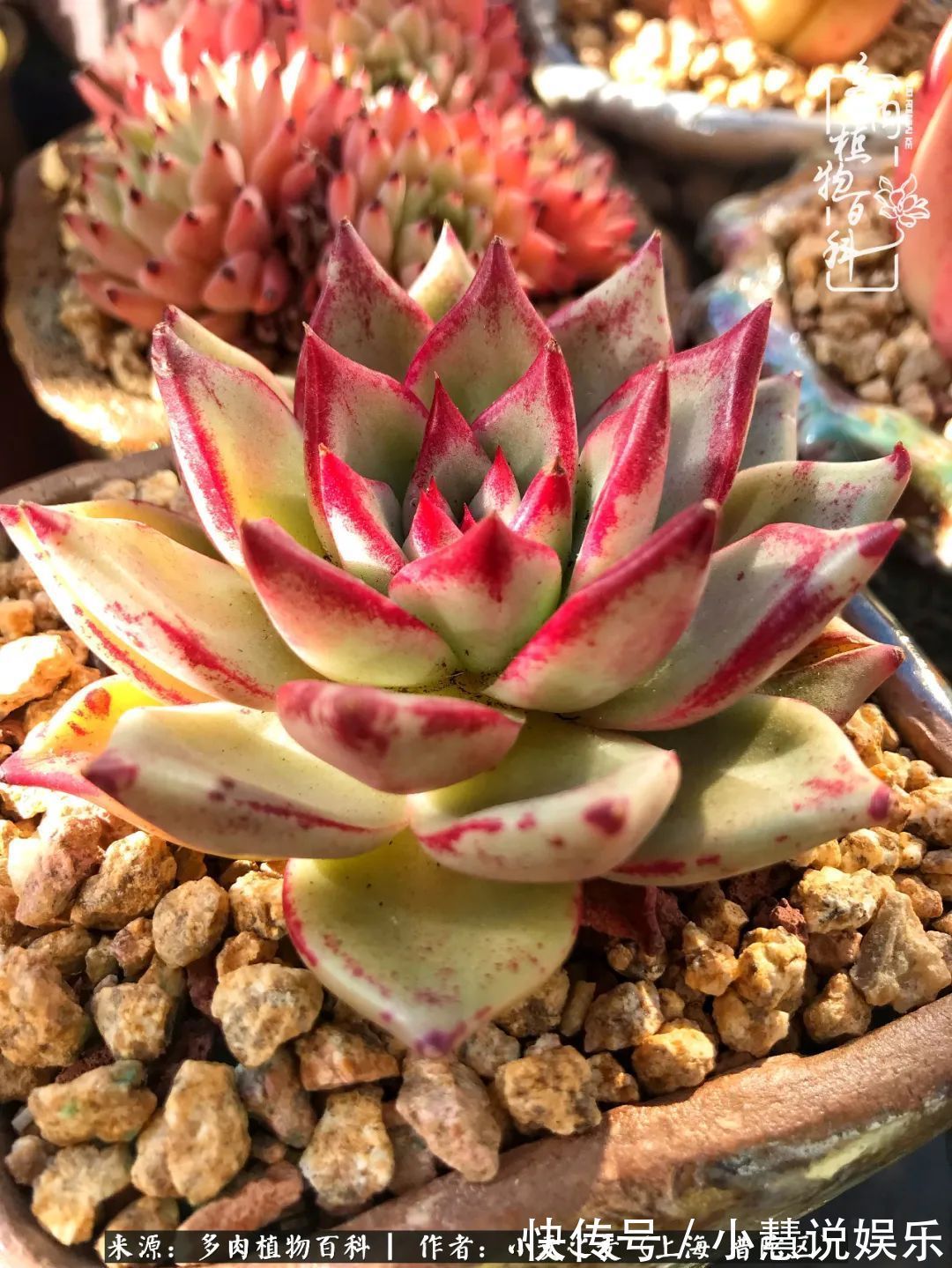 肉如人生，遇见多肉，遇见美！附个人多肉养护经验！