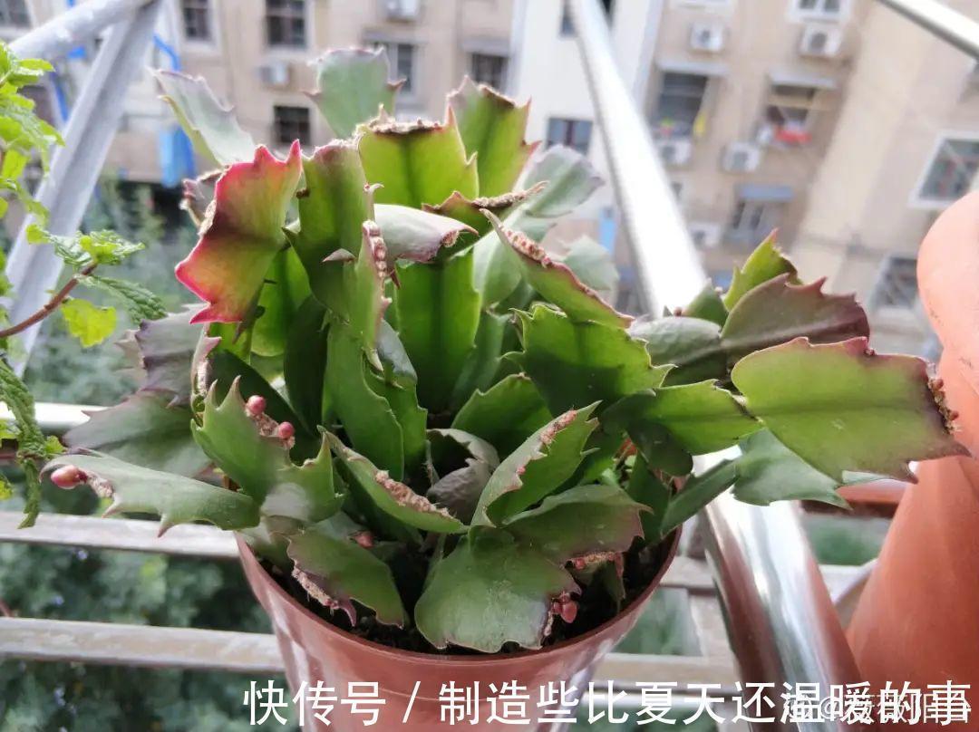 要点|养护蟹爪兰,要注意8个要点,才能开出仙气飘飘花