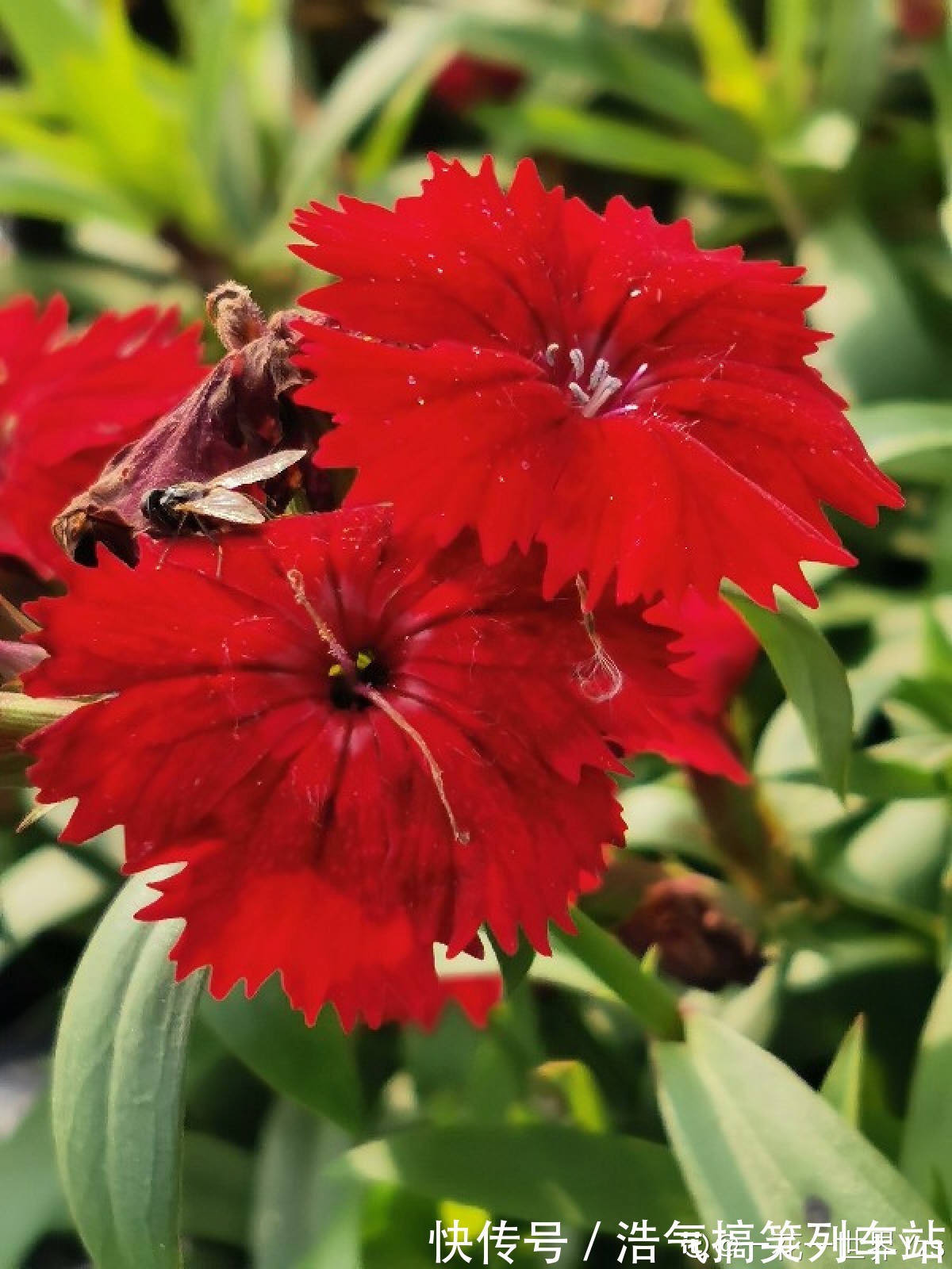 秋天是养草花的季节,12种草花现在播种,俩月就能开花