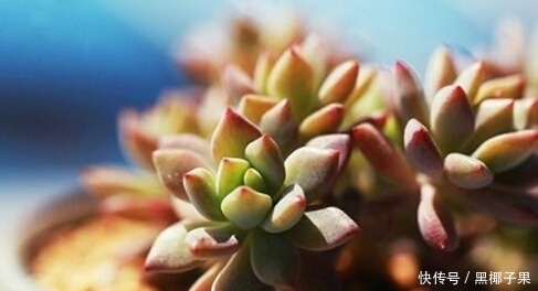 透水性|你家的多肉土壤,测试,适不适合种多肉