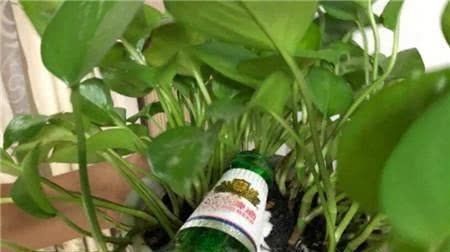家家|家家都有的“神仙水”，专治不开花，一周喷一次，花苞呼呼往上“窜”