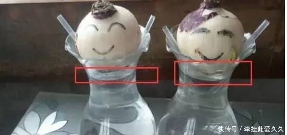 根全烂了别扔,这样做,分分钟把花救活!