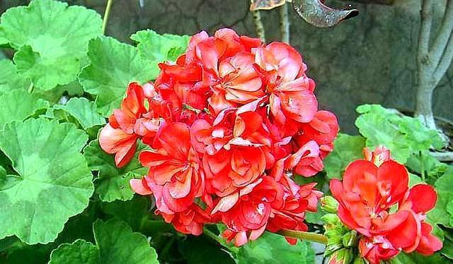 好养的花卉就选“它”,品种多,开花五颜六色,一年开花365天