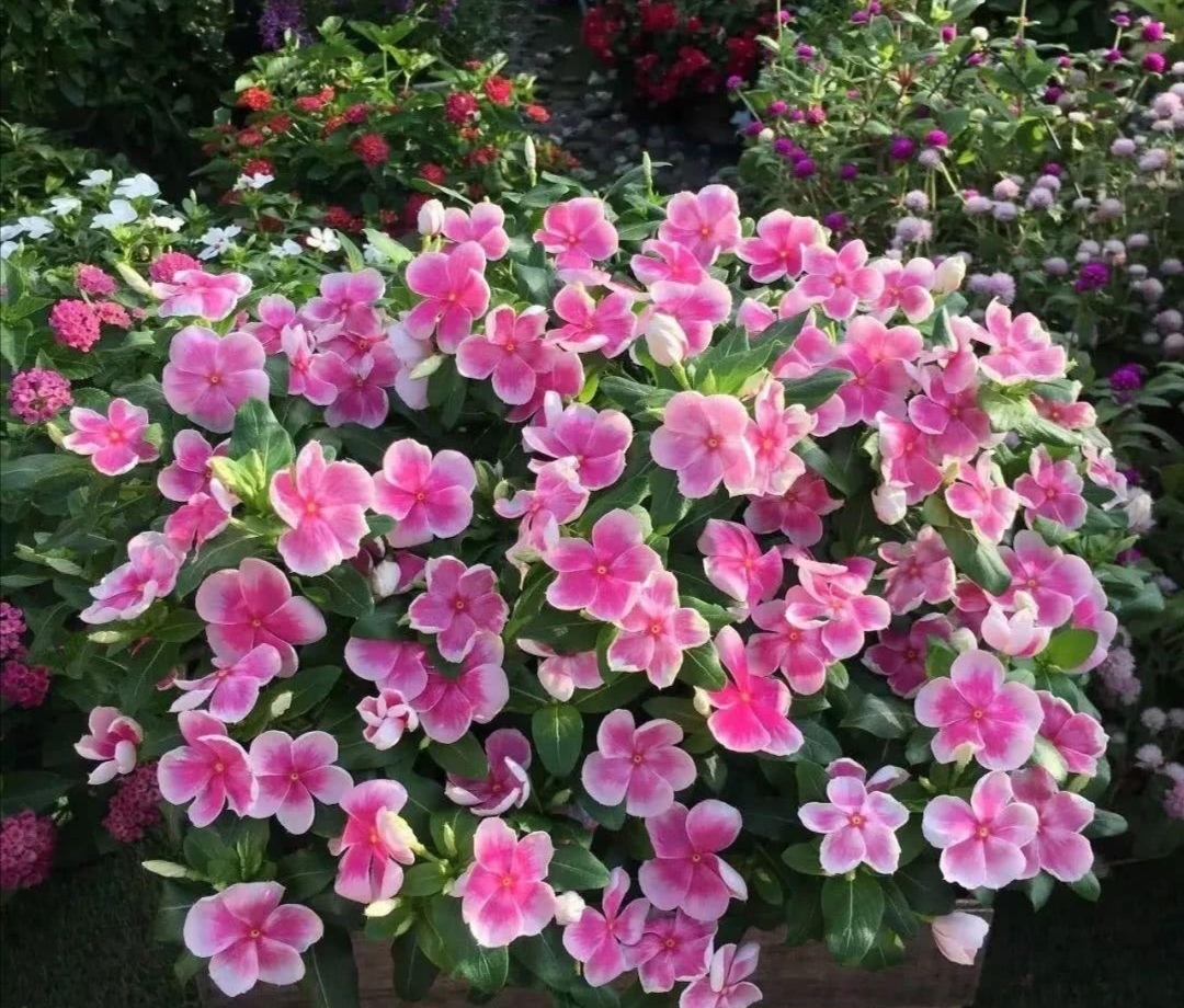 天竺葵|刚开始学养花，建议先养这5种，开花漂亮又好养