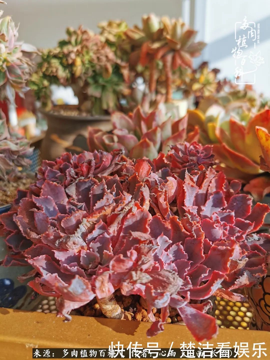 三色堇|懂得珍惜的人,才值得拥有更多美好的事物!养多肉也是如此!