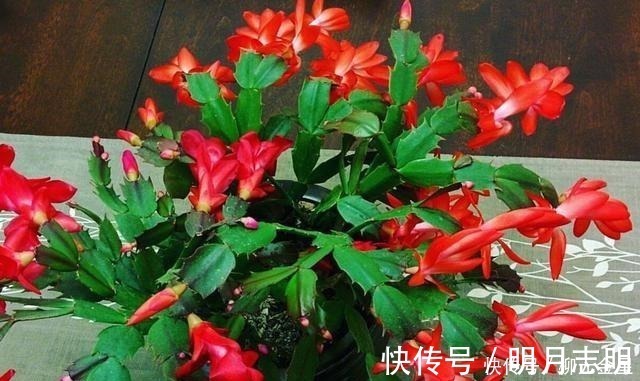 花市|蟹爪兰花期应该如何养护注意这几点,花开不断,开花爆盆!