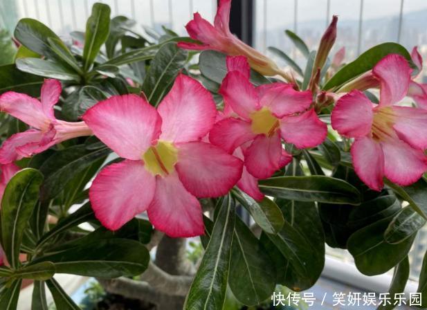 养花人,端正这几种心态,没有什么花养不好