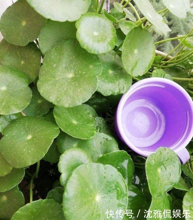 养铜钱草要“抓重点”,记住“2多1勤快”,叶子比硬币大2倍