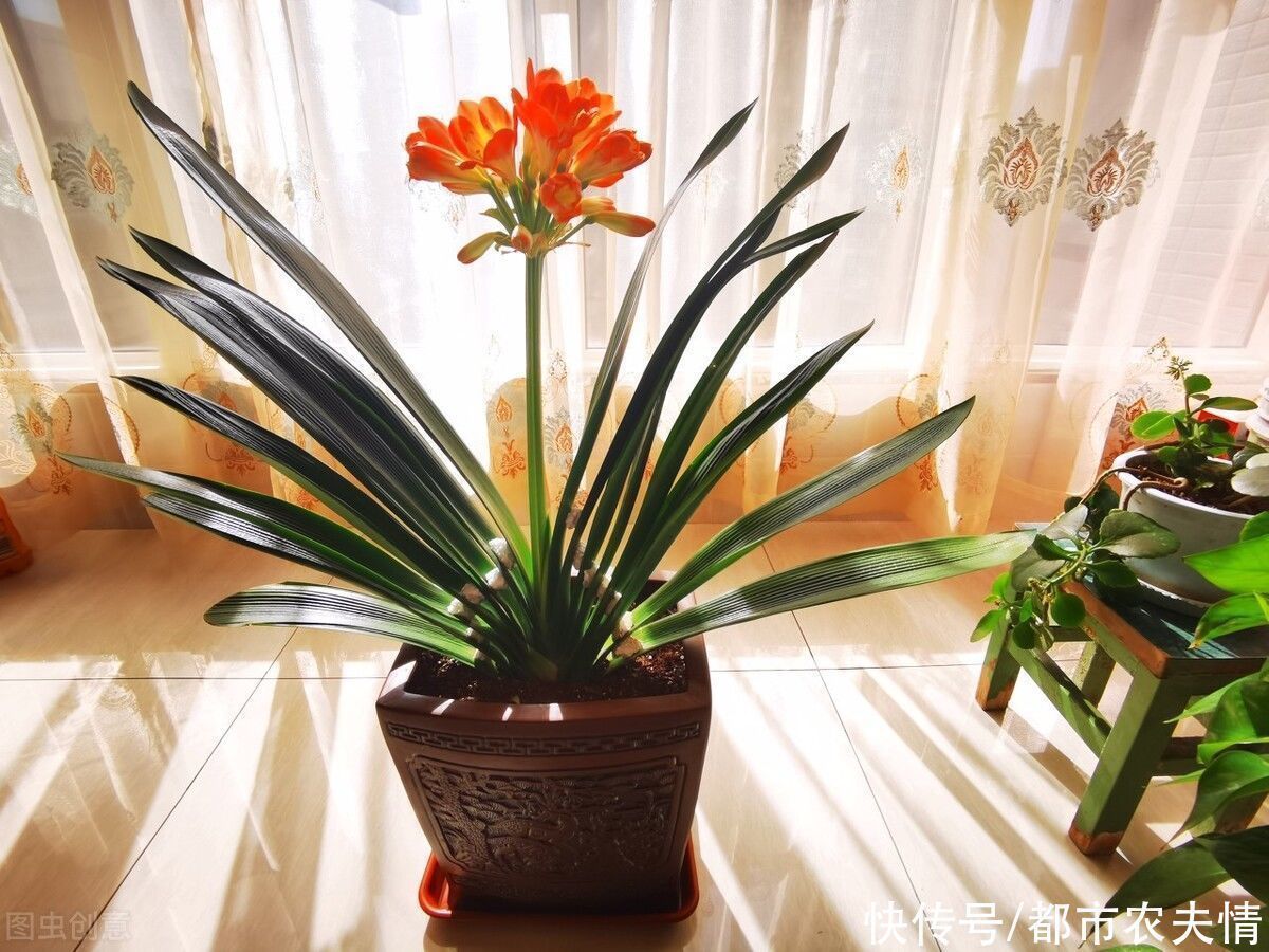 叶片|君子兰看似很好养护，日常管理中也要注意，细节处理好才长得好