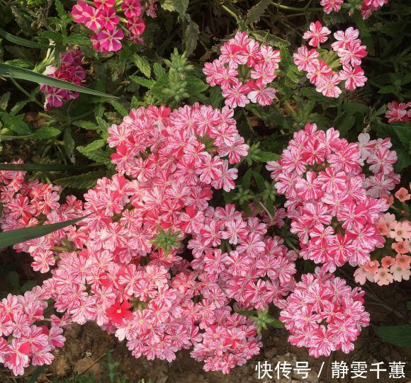 蓝雪花|7种“省心花”,耐阴、耐旱,不招虫、生病少,还特爱开花