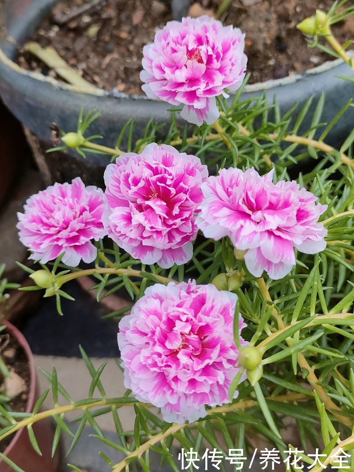 打理|2种花就是精心打理长不好，爱答不理很茂盛，花要贱养