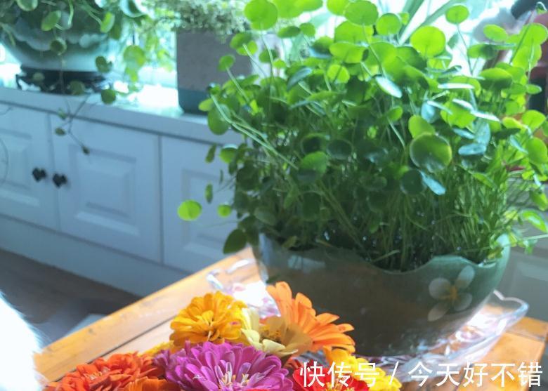 这5种植物寓意好,好看又好养,适合中国家庭入手