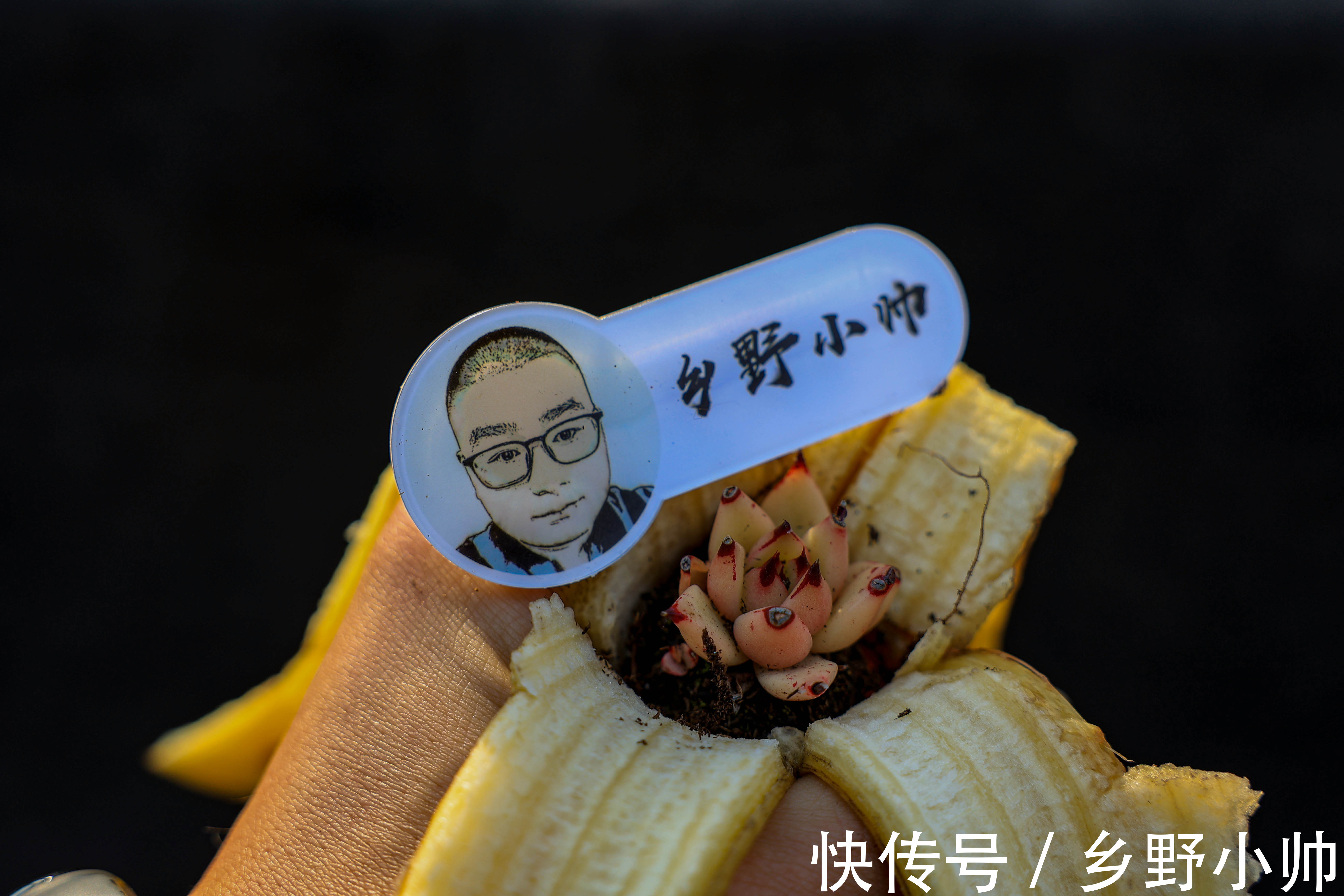 多肉长黑斑怎么办?了解原因做好预防,让多肉远离黑斑病