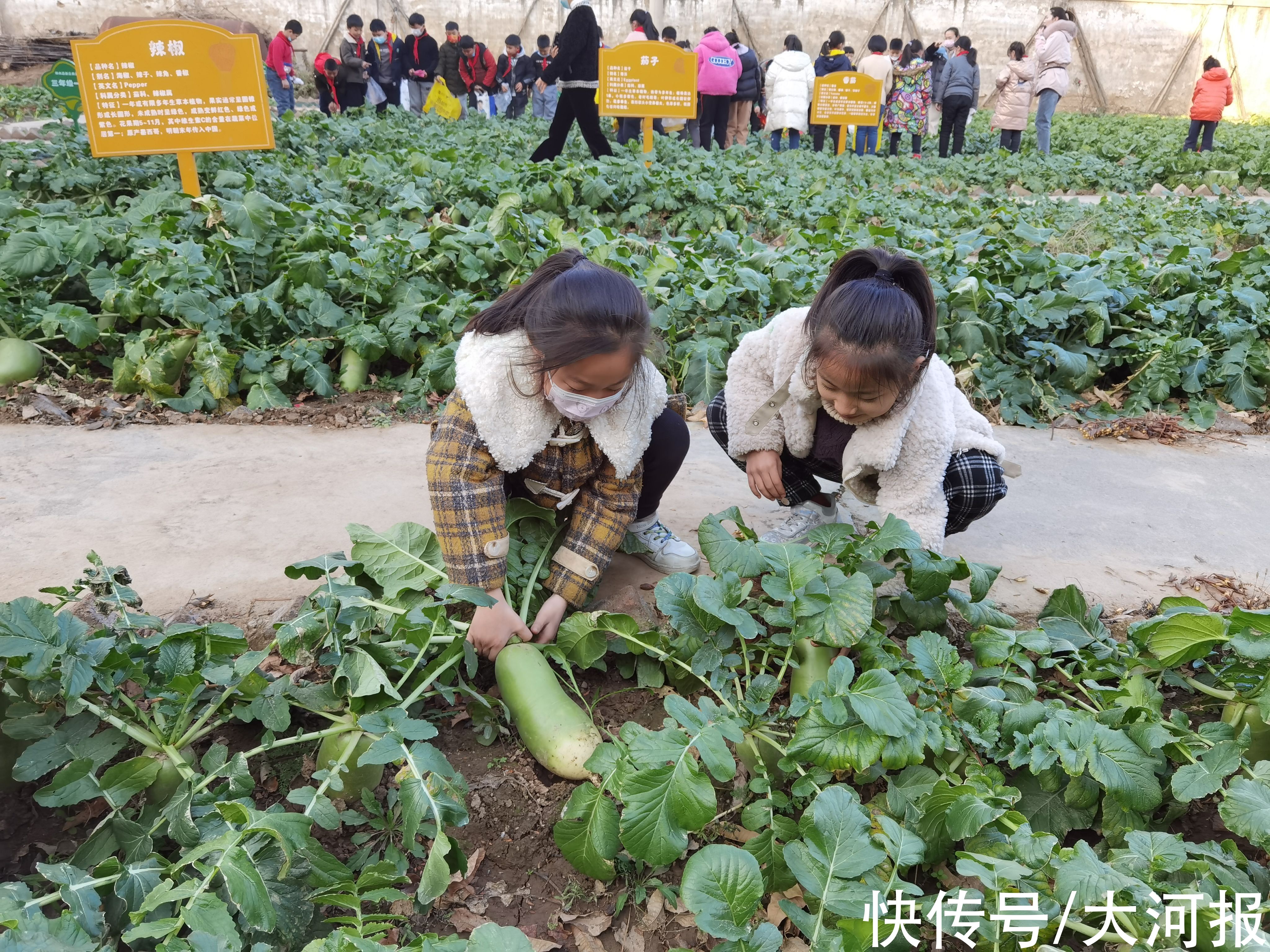 萝卜|拔萝卜喽！两亩专属农场，郑州这家小学劳动教育野趣满满