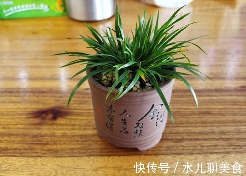 养桩不光要养活,枝条长粗才重要,6个技巧要掌握好,施肥长得快