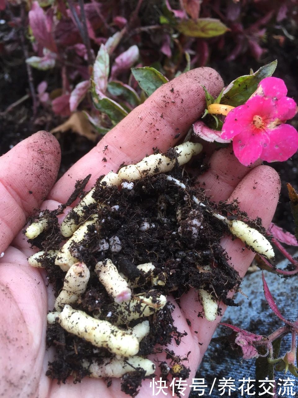  植物|耐阴室内开花植物“大家族”，低光照可开花，植株小巧，适合新手