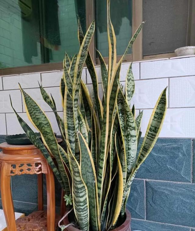 上班族更喜欢的三种懒人花，秋冬季节更好打理，开花还漂亮