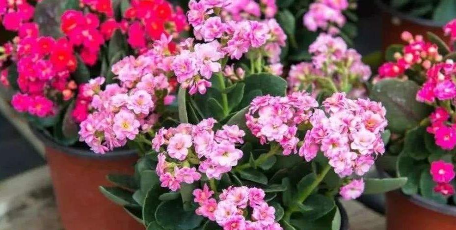 长寿花“难养活”?不妨试试这样做,成活率高,还能再养七八年!