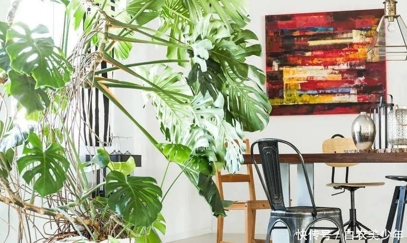 比,花,还,好,看的观叶植物,你知,道几种?