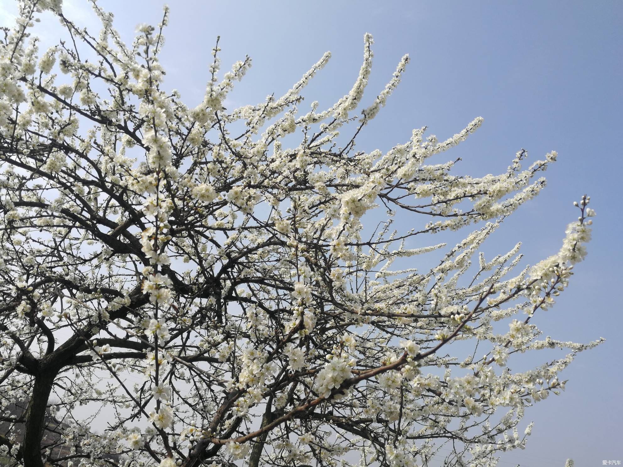 不负春光，乡村赏花