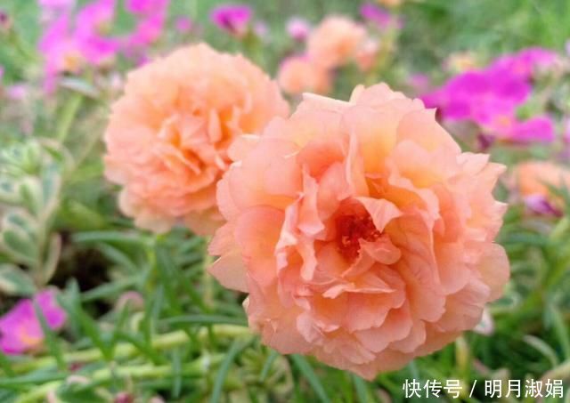 这3种花,就得使劲晒太阳,晒不够不开花