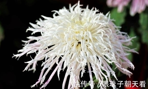 七律#吟菊七律九首:红尘何寄相思语,一缕幽香几度情