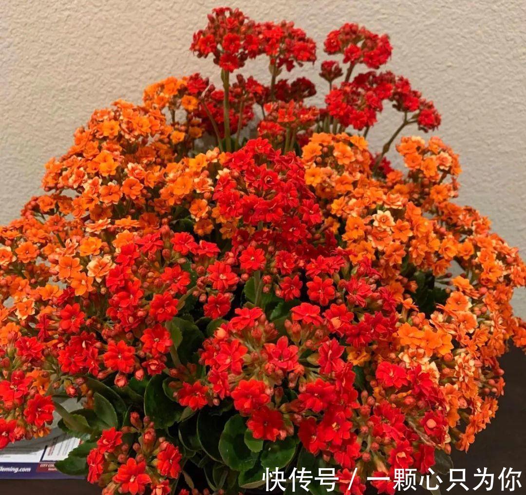 花苞|长寿花开成“大花球”，是怎样“炼成的”？5个小技巧，照做就行