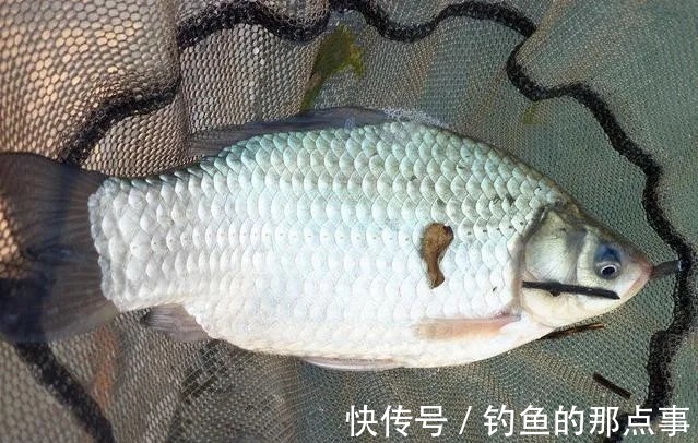 冬天钓鱼,依据风向找鱼窝,找对了就是大鲫鱼连杆