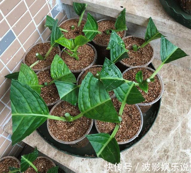 基部|扦插“4种花”趁现在,错过又是大半年,剪根枝条,15天就生根