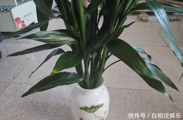 富贵竹水培不生根,找个“塑料袋”帮帮忙,3天冒白根,四季油亮