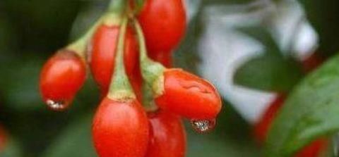 养颜|想长寿要会吃,3种食物离不开,补气养血,提高免疫力!