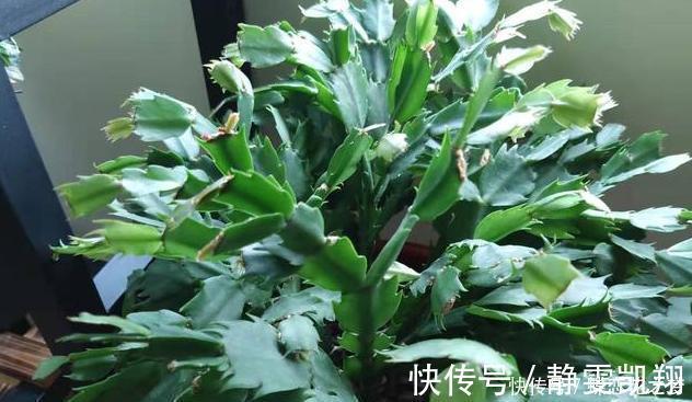 花期到了不开花用上1种“白粉末”，早晚浇一点，花多到压弯枝