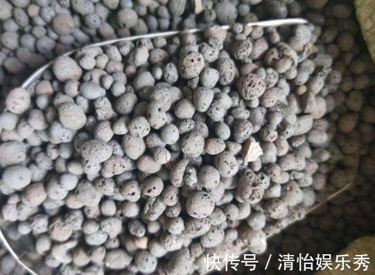 陶粒|养多肉、蟹爪兰、君子兰,用它就能根固叶茂,远离烂根困扰
